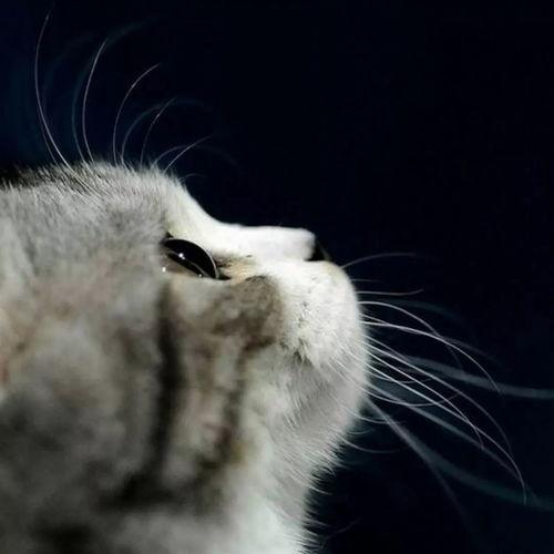 娱乐吃瓜酱猫妈妈视频,萌宠视频带你笑翻天