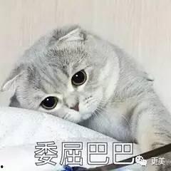 娱乐吃瓜七七折耳猫,娱乐吃瓜界的神秘力量