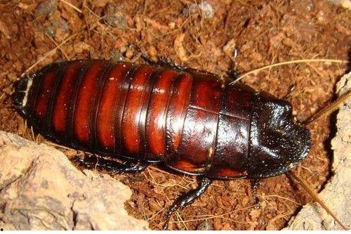 娱乐吃瓜酱大蟑螂,揭秘娱乐圈那些不为人知的幕后故事